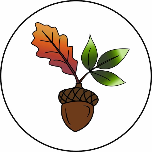 picture of acorn with spring leaf and autumn leaf