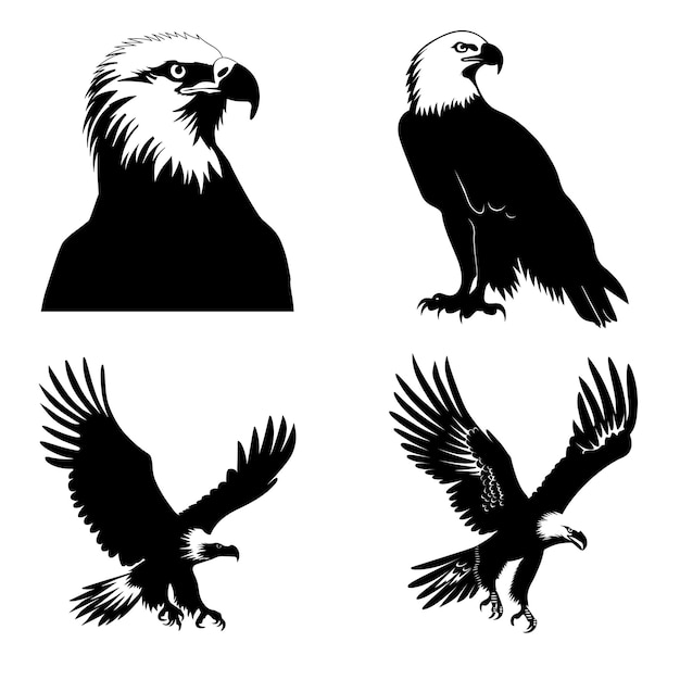 a picture of a bald eagle with a black background