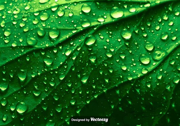 Vector a picture of a green leaf with water drops on it