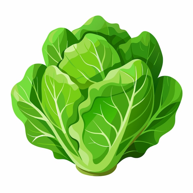 a picture of a green leafy vegetable with the word lettuce