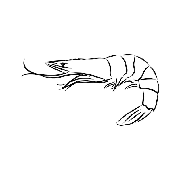 Picture of live shrimp. Hand-drawn, drawing, line sketch.