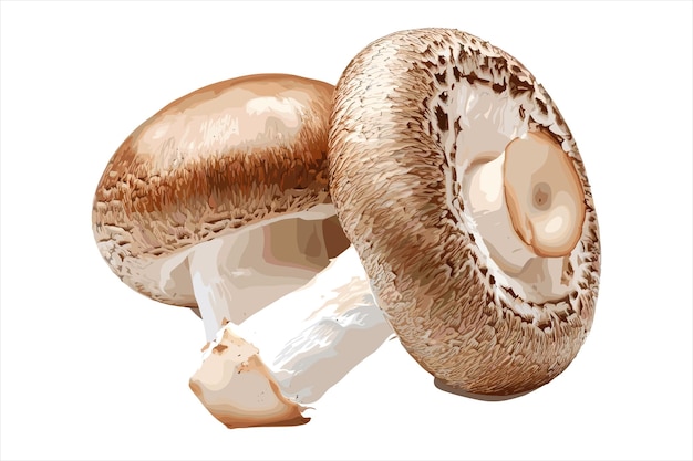 a picture of mushrooms with a white background