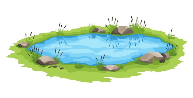 picturesque natural pond. concept of open small swamp lake. water pond with reeds. Countryside