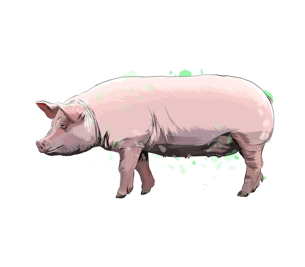 Pig from a splash of watercolor, colored drawing, realistic. 