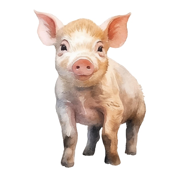 Pig watercolor illustration