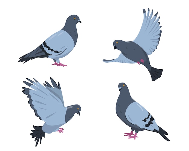 Pigeon birds set. Doves in different poses isolated on white background.