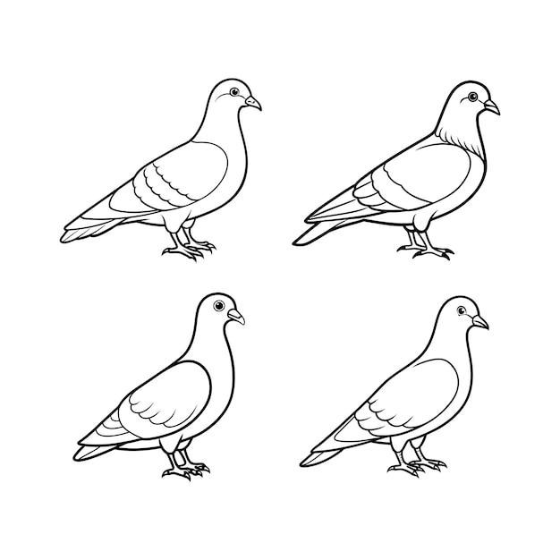 Vector pigeon line art template coloring page