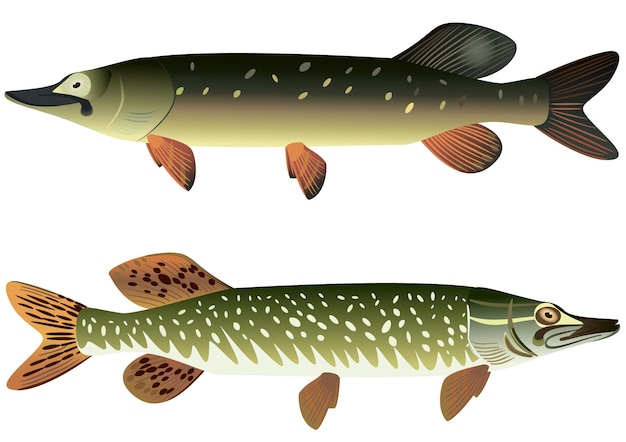 Pike fish and spotted pike fish