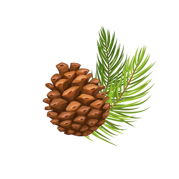 pine branch with cone isolated on white