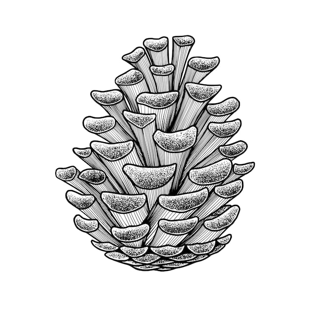 pine cone sketch illustrations design