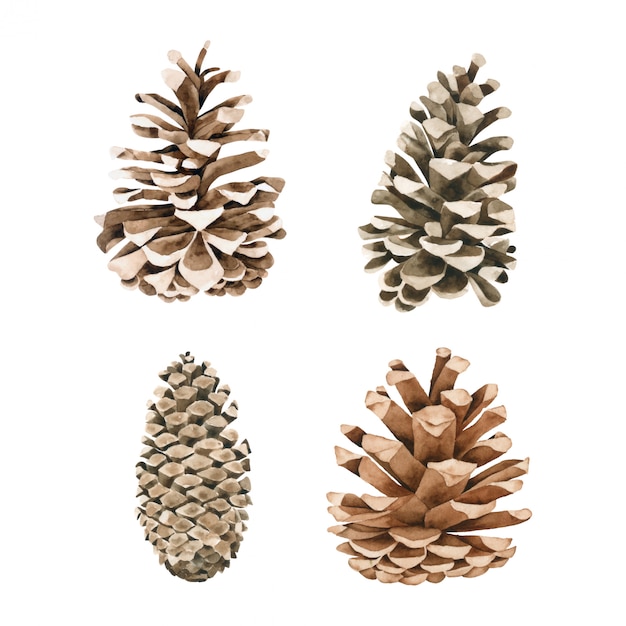 Pine Cone watercolor collection on white background