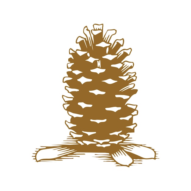 pine cone on white background