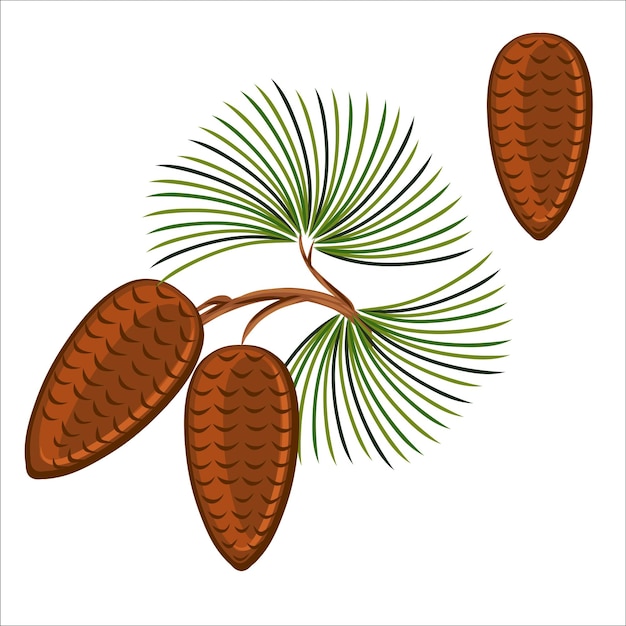 Pine cone with branch.Pine, cone, tree, fir, branch, christmas, needle, vector, spruce, cedar.