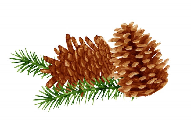 Pine cones vector in watercolor painting style.