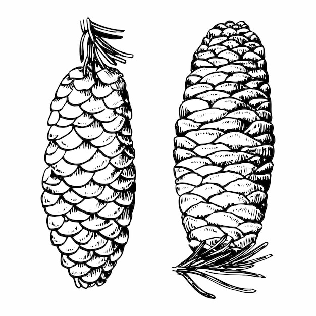 Pine cones