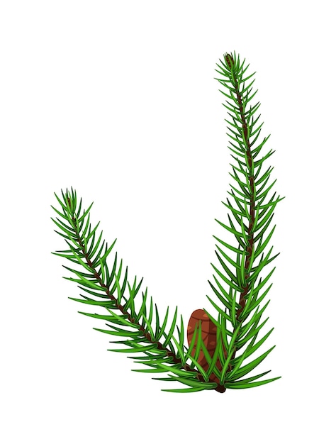 Pine tree branch with one cone isolated on white background