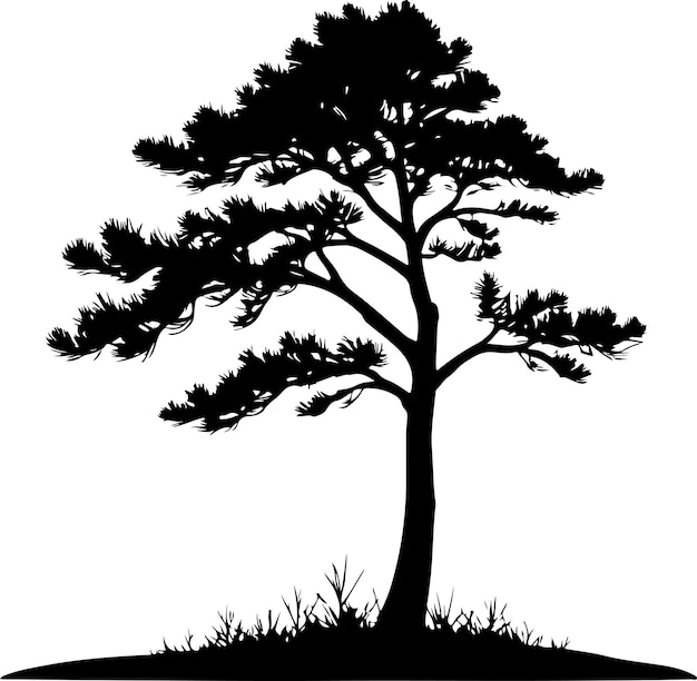 a pine tree vector black color silhouette isolated white background