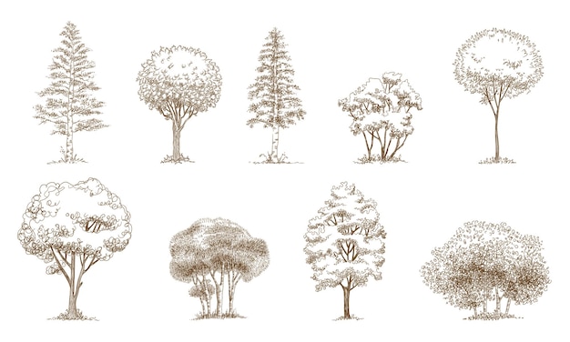 Pine trees Christmas trees realistic hand drawn vector set, isolated over white.