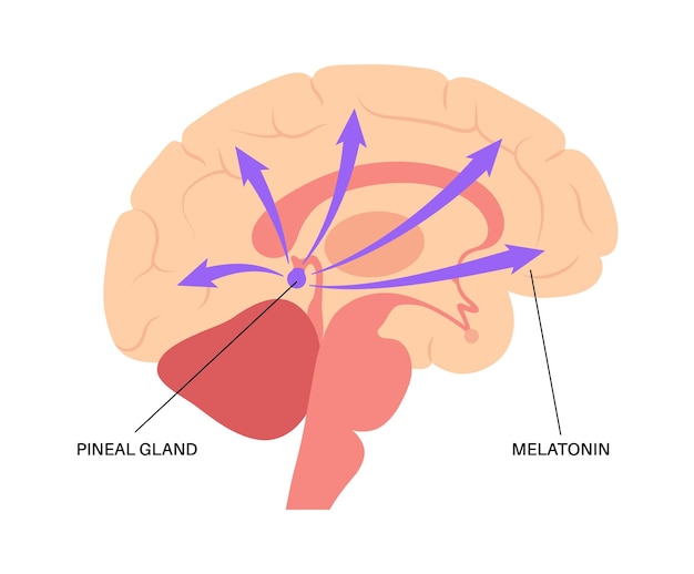 Pineal gland anatomy