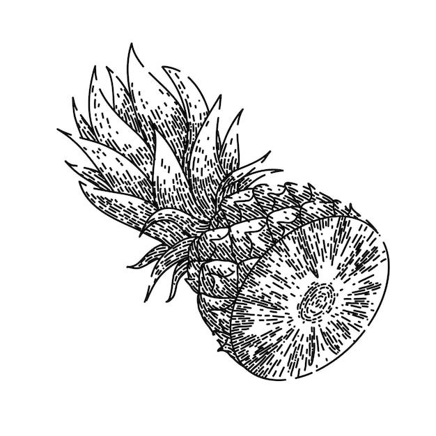 Pineapple cut sketch hand drawn vector