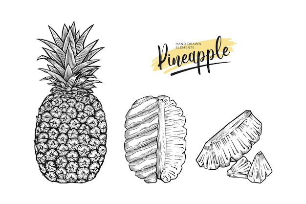 Vector pineapple fruit hand drawn illustration set