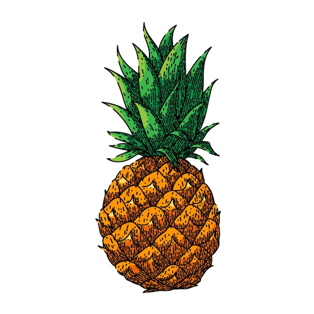 Pineapple fruit sketch hand drawn vector