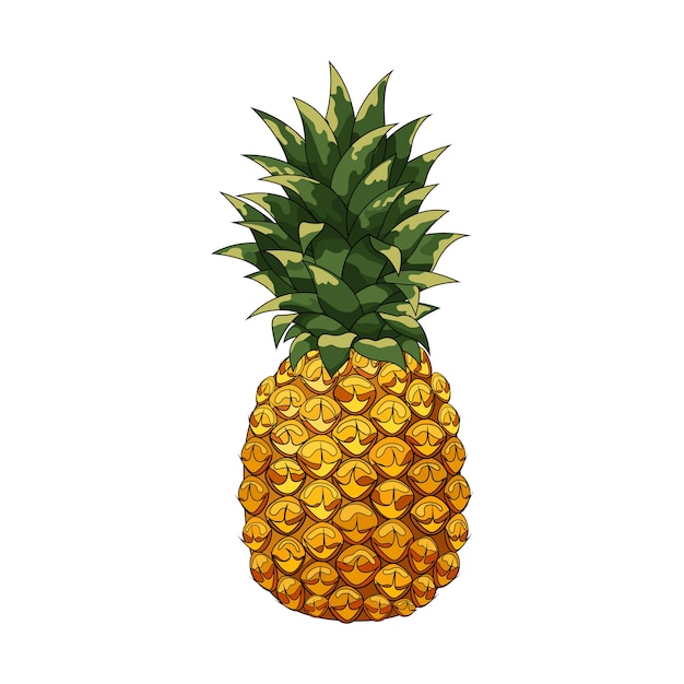 Pineapple. Realistic hand drawing summer fruits illustration.