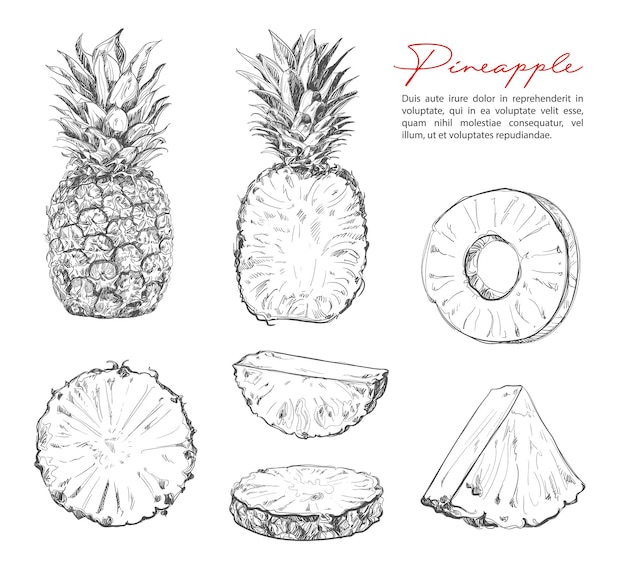 Vector pineapple sketch vector fruit of tropical plant