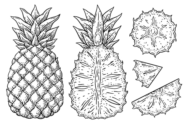 Pineapple and slices set hand drawn sketch vector illustration