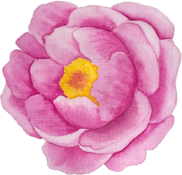 Pink Blooming peony vector