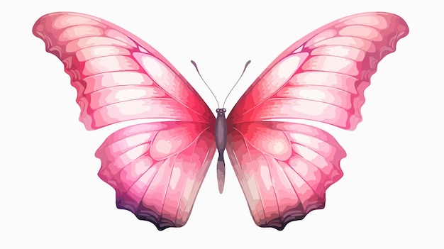 Pink Butterfly Isolated on White Background