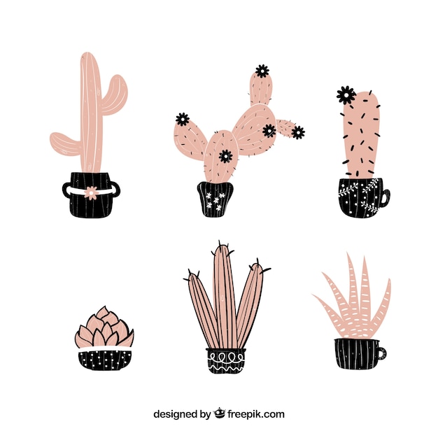 Pink cactus collection