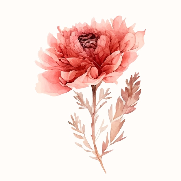 pink carnation flower, watercolor flower