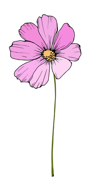 Vector pink cosmos flower illustration hand drawn