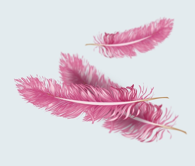 Vector pink feathers flying around floating elegantly