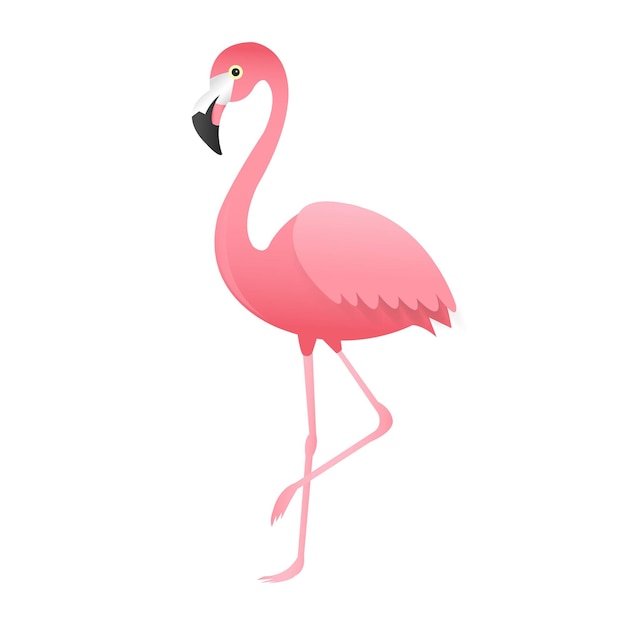 Pink Flamingo Isolated White Background