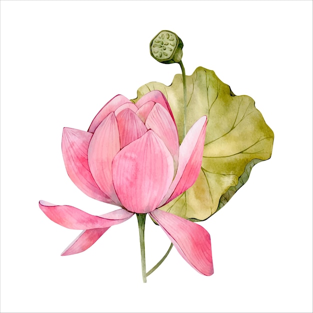 Pink Floral Watercolor Lotus Flower Illustration isolated on white Watercolour Waterlily Clipart