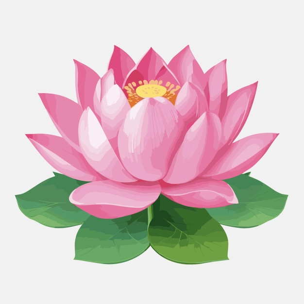 Pink flower lotus vector on a white background