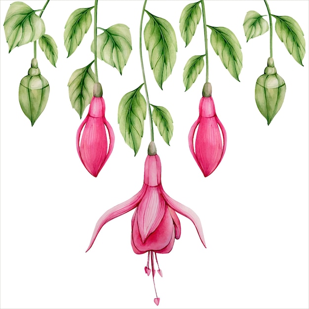 Pink Fuchsia Flower Hand Drawn Watercolor Border Illustration isolated on white. Floral Clipart