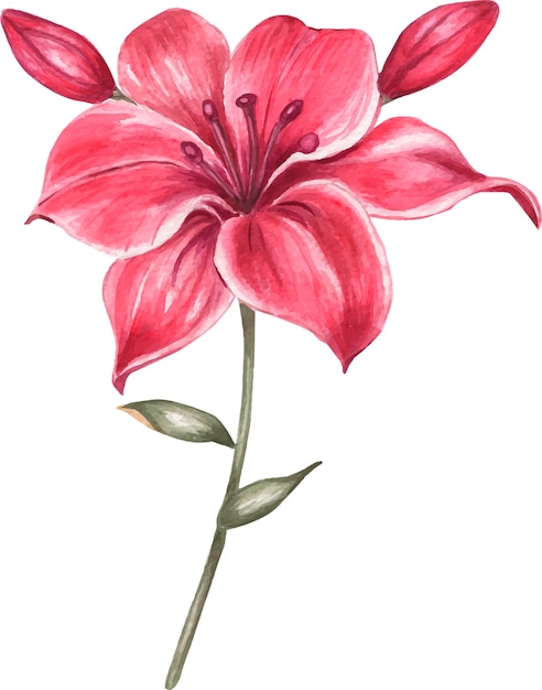 Pink lily watercolor illustration.