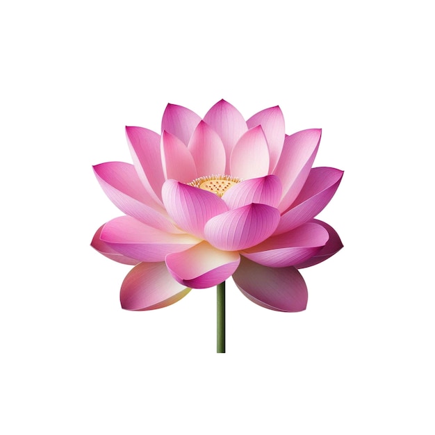 Vector a pink lotus flower in bloom vector