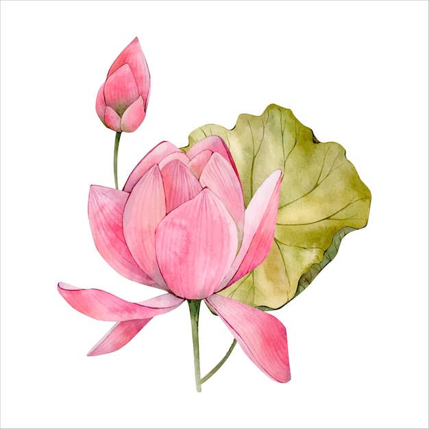 Pink Lotus Flower Watercolor Illustration isolated on white Watercolour Waterlily Floral Clipart