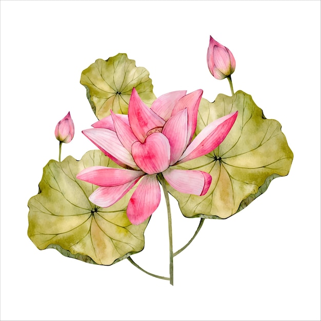 Pink Lotus Flower Watercolor Illustration isolated on white Watercolour Waterlily Floral Clipart