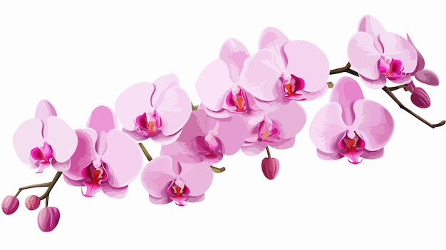 a pink orchid with the word orchids on it