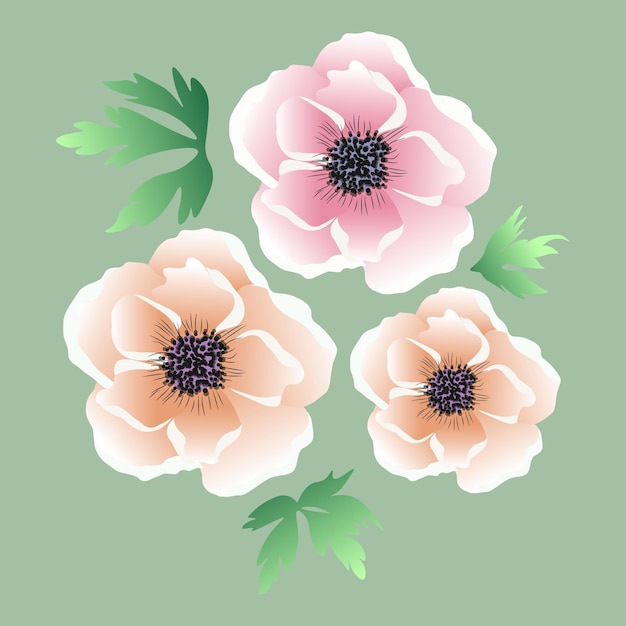 pink and peach anemone with green leaves