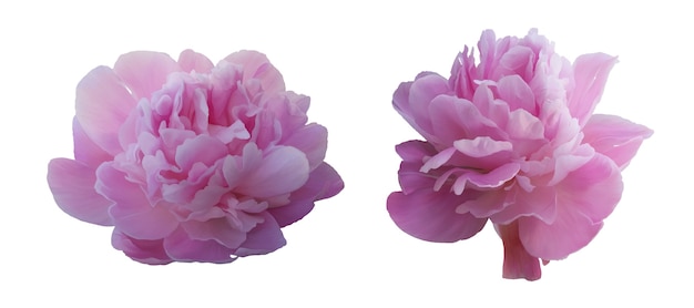 Pink peonies flowers set