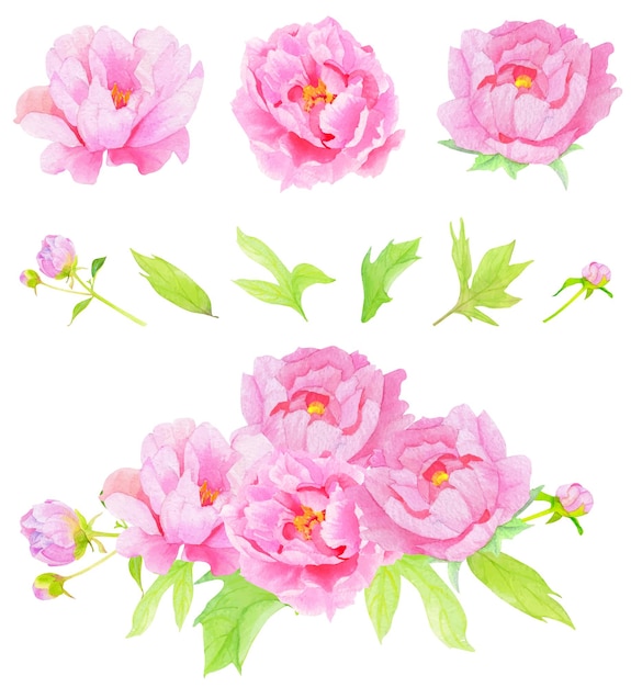 Pink Peony bouquet watercolor vector collection