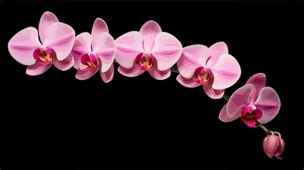 Vector pink phalaenopsis moth orchid branch blossoming beauty