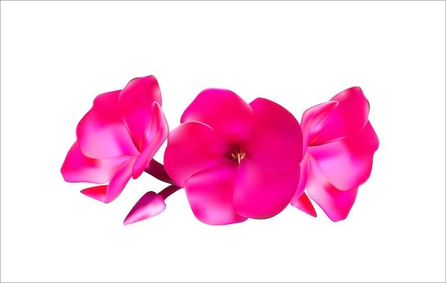 Pink Phlox Flowers Vector Illustration EPS10