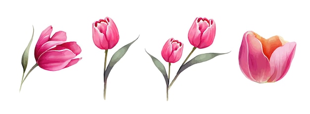 Pink or Red tulip flowers watercolor collection Set of spring and summer flowers painting isolated on white background Vector illustration